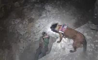 Dogs in pursuit of agricultural terror