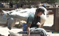 חמור בסקיני            