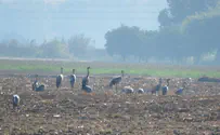 המכשול שגורם לאלפי ציפורים למות