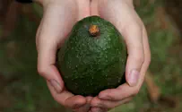 נשבר שיא גינס: האבוקדו הגדול בעולם