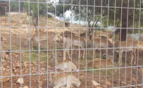 יחמורים, נשרים ואיילים בכרמל