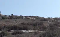 נמר או כלב?                      
