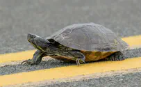 Seattle turtles have had swastikas painted on them