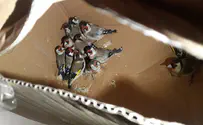 ערבי ניסה להבריח חוחיות מירדן לחברון