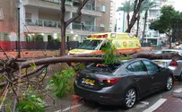 Elderly man returns from shopping, injured by falling tree