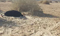 הערבה מתחממת, יצאנו לטייל באזור