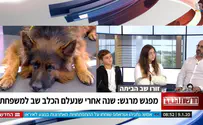 צילום: חדשות הבוקר, ערוץ 12 זורו הכלב שב הביתה