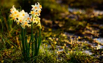 צילום: לימור הולץ טיול: פריחת נרקיסים בגולן