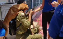 פיקוד הדרום מציג: "וטרינר צעיר"