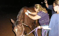 משרד החקלאות: דואגים לסוסה שנפגעה בשריפה