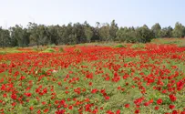 פסטיבל דרום אדום חוזר 