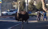 Ostriches, Converts, Consumer protection