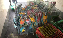 ערבים גנבו 65 תוכים ממגדל העמק
