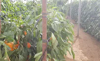 טיול: פלפלים צהובים בערבה