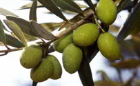 האם ייעקרו עצי הזית מנופי הארץ?