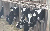 Watch: Cow escapes slaughter to waterpark, goes down slide