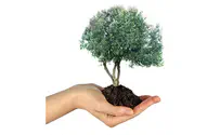 Syrian gives tree in Israel for bar mitzvah canceled by COVID-19