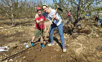 צילום: דוברות הקיבוץ הדתי תושבי כפר עציון שתלו עשרות עצי דובדבן