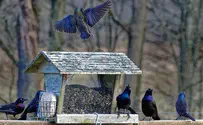 The quarantined diaries: Oh, to be in the country!