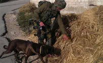 Experiment: Dogs will detect coronavirus carriers