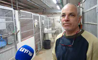 צילום: חזקי ברוך עלייה באימוץ כלבים מאז פרוץ הקורונה