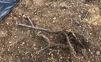 כפר עציון: 100 עצי דובדבן נעקרו בחג