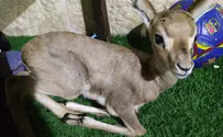 עופר נטוש נמצא סמוך לבית בירושלים