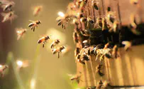 Israeli researchers discover new bee species