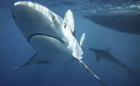 Israel’s coasts become haven for Mediterranean sharks