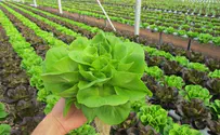 Silver lining to COVID-19: Young Israelis rediscover agriculture