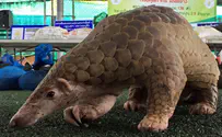 Pangolins partly responsible for COVID-19?