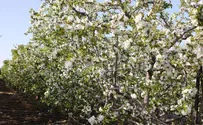 Court releases thieves who damaged orchard in Gush Etzion