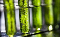 Israeli scientists are producing hydrogen from algae