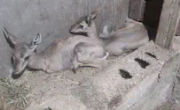 חולצו בעלי חיים שנכלאו ע"י פלסטינים