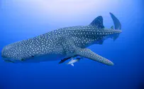 Watch: Shark surprises Eilat bathers
