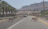 צפו: עשרות יעלים חוצים את הכביש