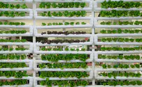 Israel: Vertical farming revitalizes urban spaces