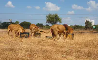 יום מלך החיות הבינלאומי