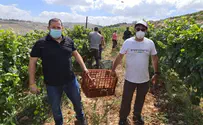צילום: רועי חדי Israeli volunteers fill in for Evangelical farmers in Samaria
