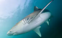 From Hadera to Ashdod: the commutes of Israel’s sharks