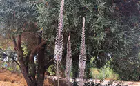 הסתיו הגיע? החצבים כבר כאן