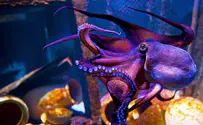 Untangling the mysteries of the octopus