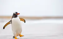 Watch: Rockhopper penguins on the hunt for krill