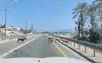 אתם בסגר? כי הם לא        