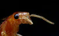 Super termites found in Israel