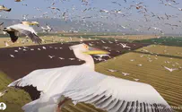 תמונות הטבע  למסך המחשב 