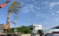 העצים מגוש קטיף ניטעו בטנא עומרים