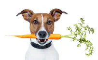 Is Your Dog Food Healthy?
