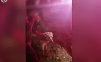 שוטרים חילצו כלב מבור בעכו