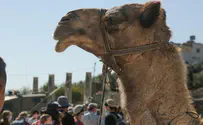 גן לאומי שומרון העתיקה פותח את שעריו